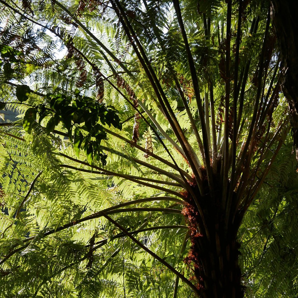 Bush Walks