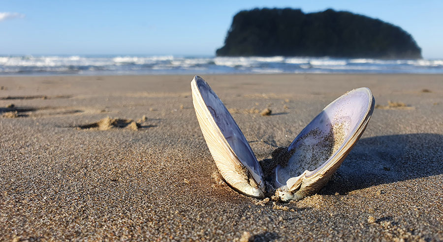 Whangamata Beach